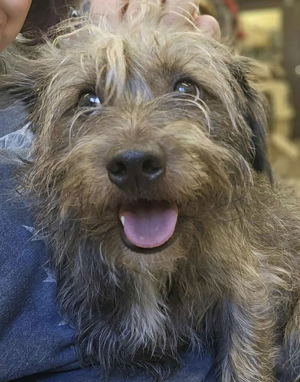 FRITZ - Cairn Terrier / Terrier available for adoption