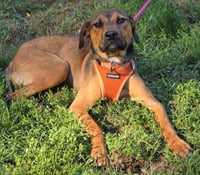 Roxie - Photo 3