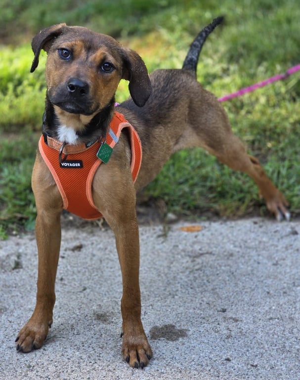 Roxie Image