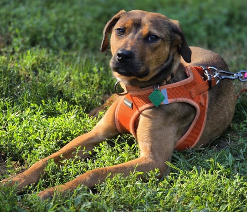 ROXIE - Labrador Retriever / Pit Bull Terrier available for adoption