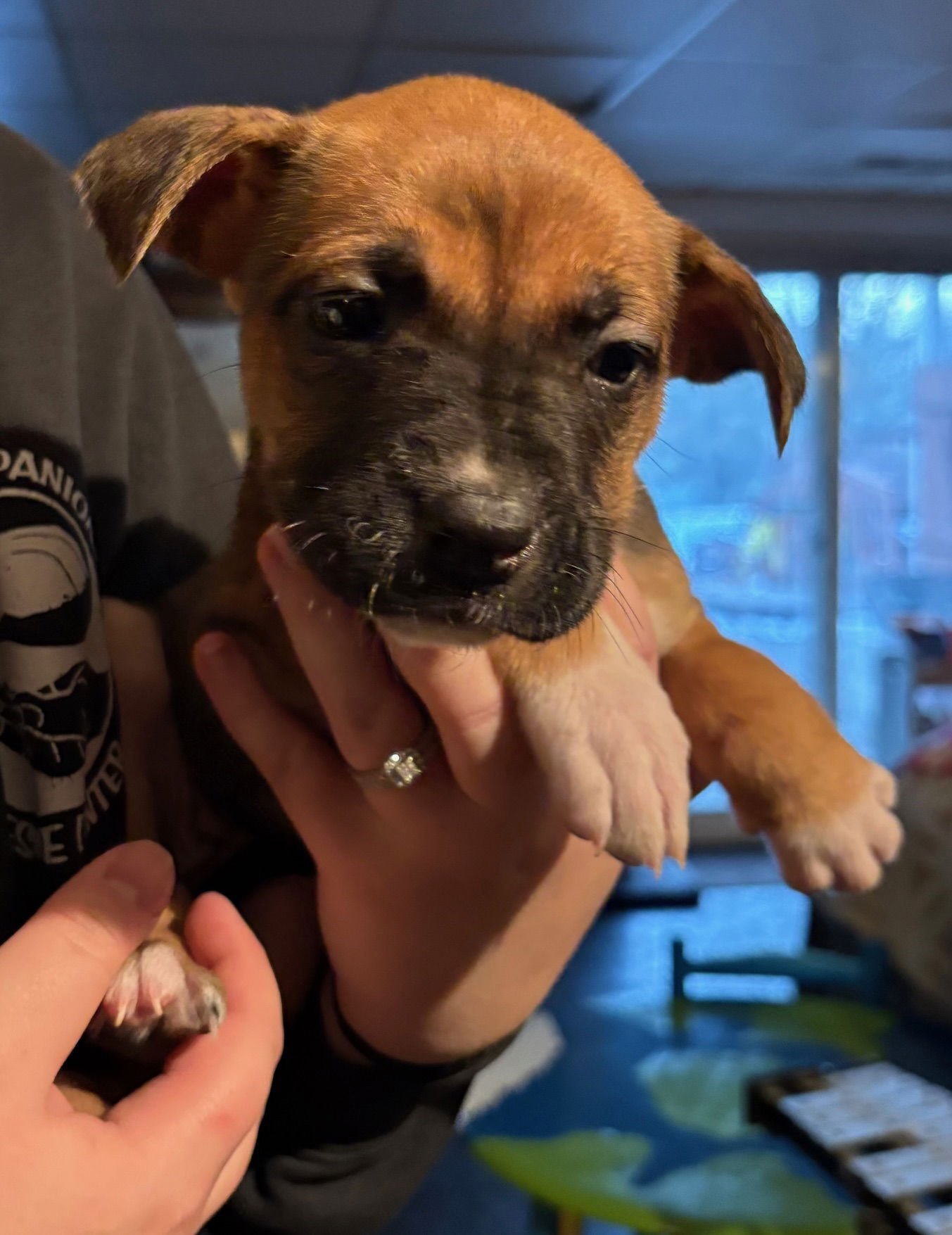 MILLIE - Mastiff / Pit Bull Terrier available for adoption