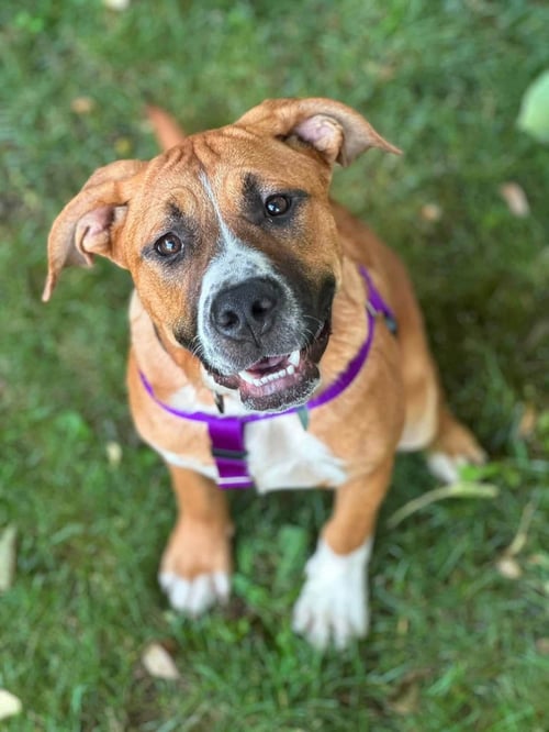 CHURRO *TRI-POD* - Saint Bernard / Pit Bull Terrier available for adoption