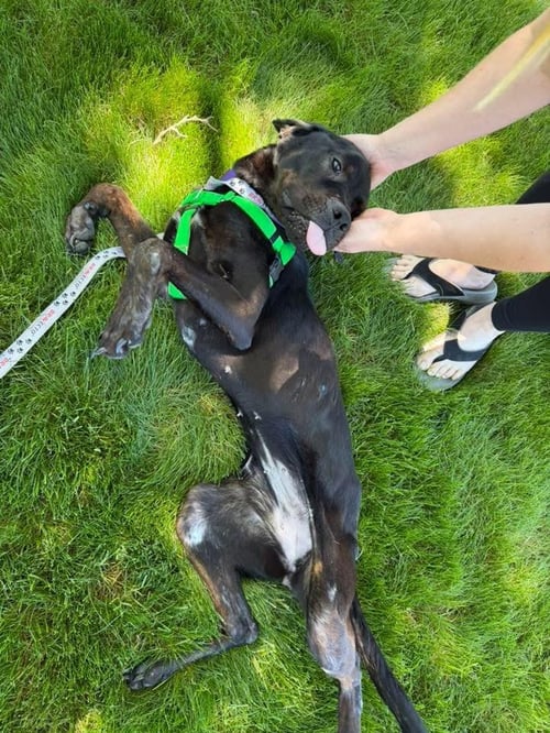 RAVEN - Rottweiler / Labrador Retriever available for adoption