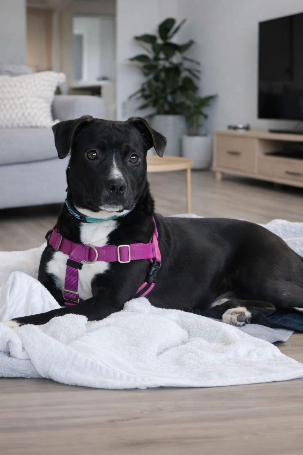 DELIA - Labrador Retriever available for adoption