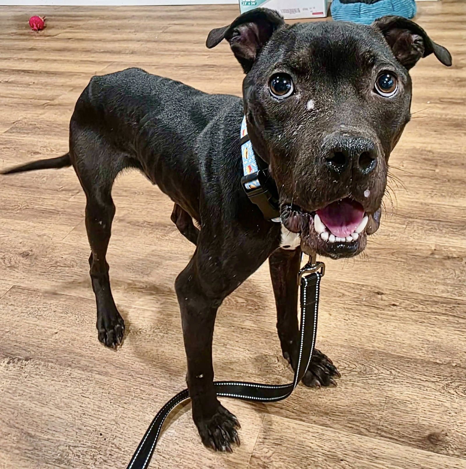 JOE *LOVER AND SNUGGLEBUG* - Pit Bull Terrier / Staffordshire Bull Terrier available for adoption