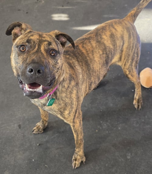 ARTEMIS *LIVED WITH CATS* - Pit Bull Terrier for adoption in Flint