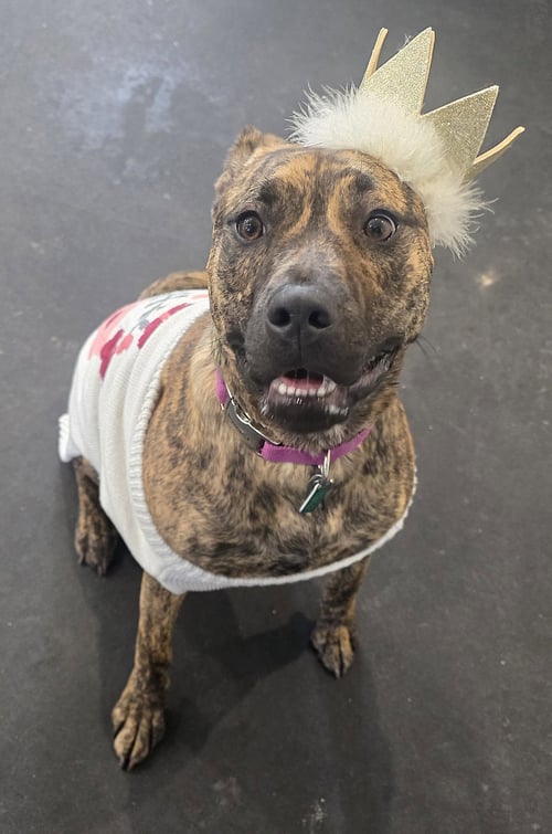 ARTEMIS *LIVED WITH CATS* - Pit Bull Terrier available for adoption