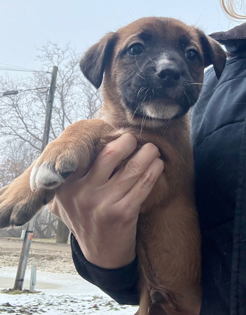 MICKEY - Mastiff / Pit Bull Terrier available for adoption