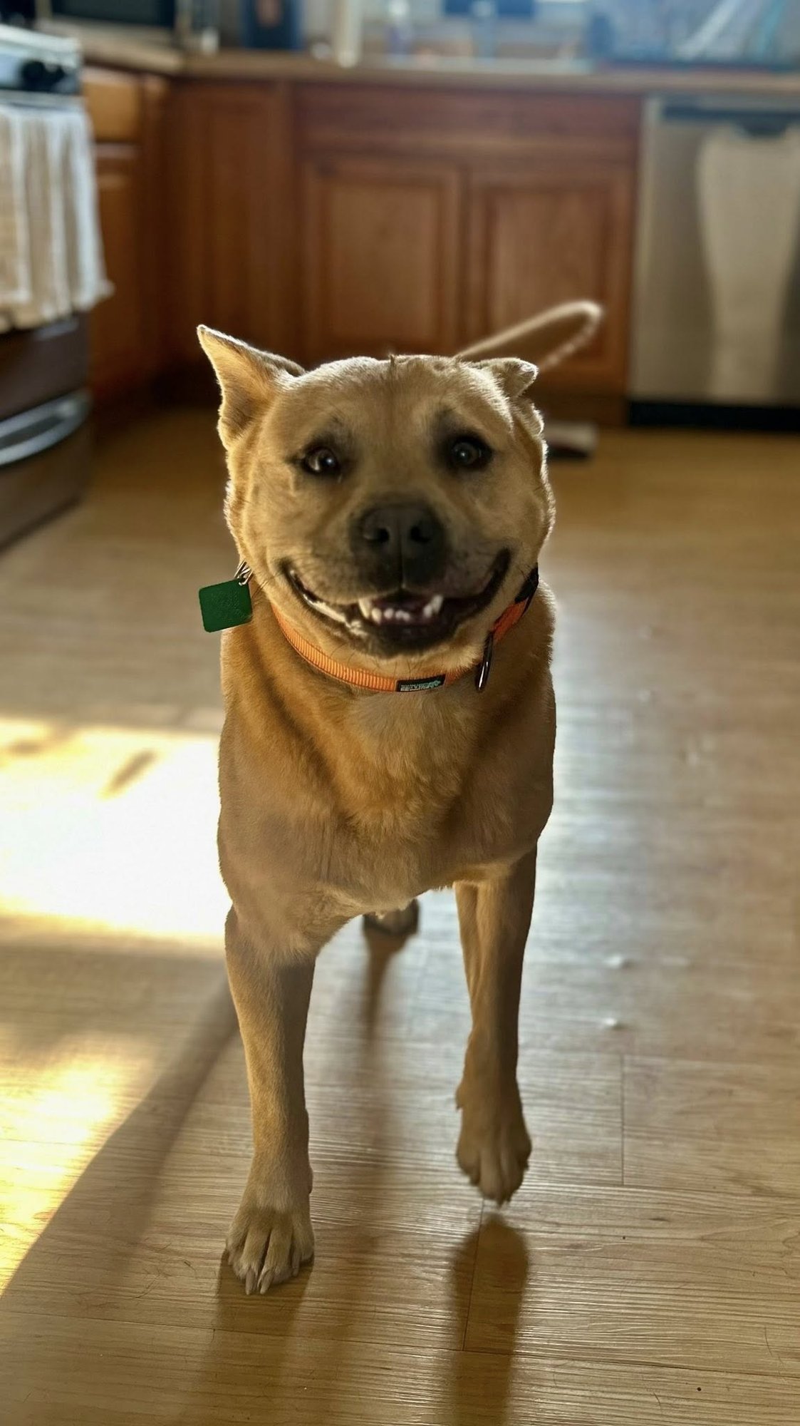 JASPER - Unknown available for adoption