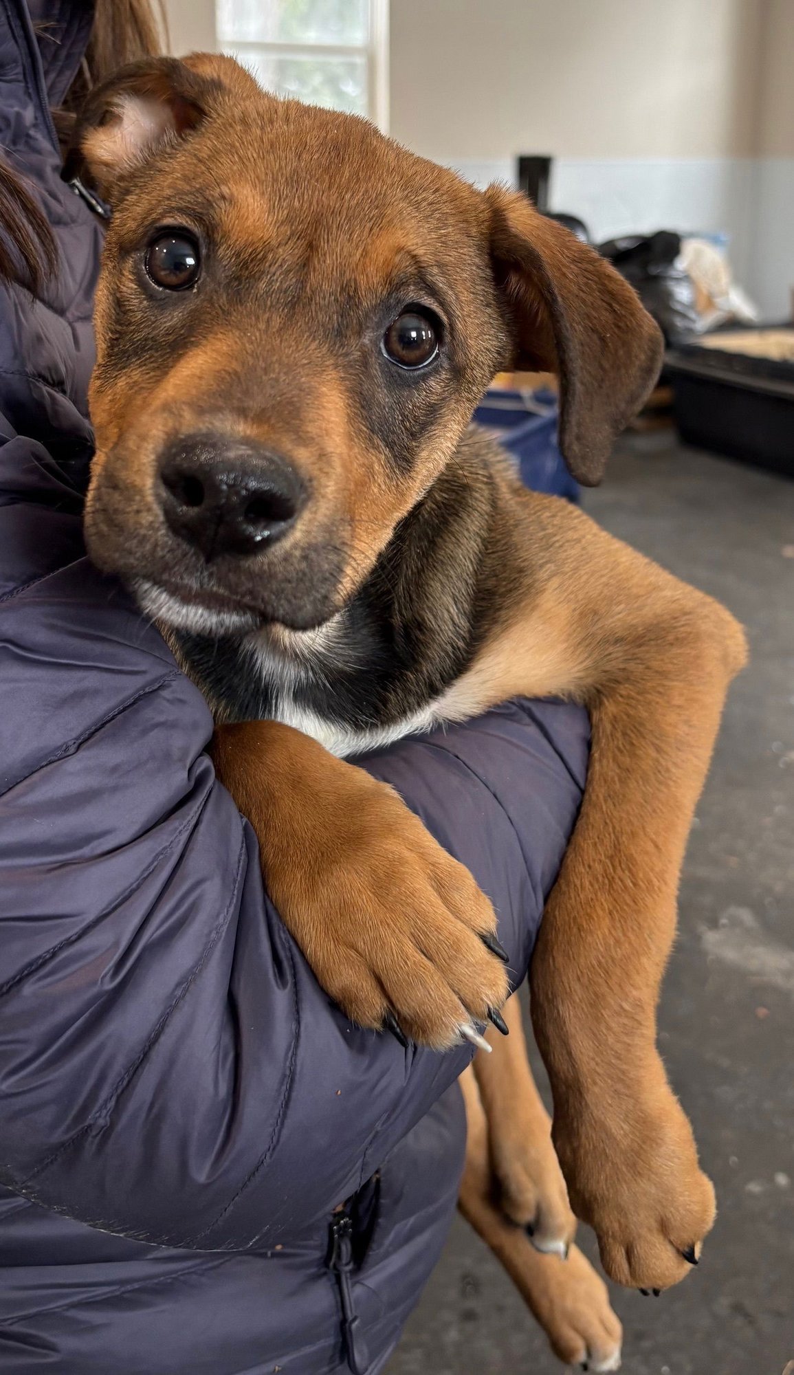 DANIELLE - Shepherd / Labrador Retriever available for adoption