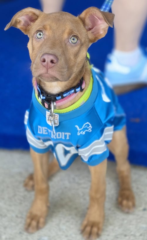 HAZEL