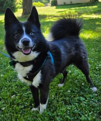 Tigger *LOVES going for walks with other dogs* - Photo 1