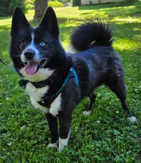 Tigger *LOVES going for walks with other dogs* - Photo 2