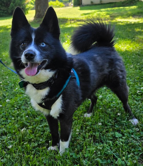 TIGGER *LOVES GOING FOR WALKS WITH OTHER DOGS* - Pomeranian / Husky available for adoption