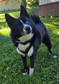 Tigger *LOVES going for walks with other dogs* - Photo 3