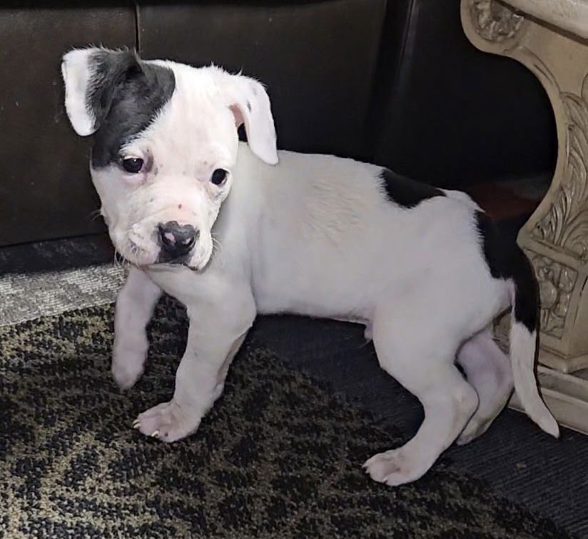 DALE - Pit Bull Terrier available for adoption