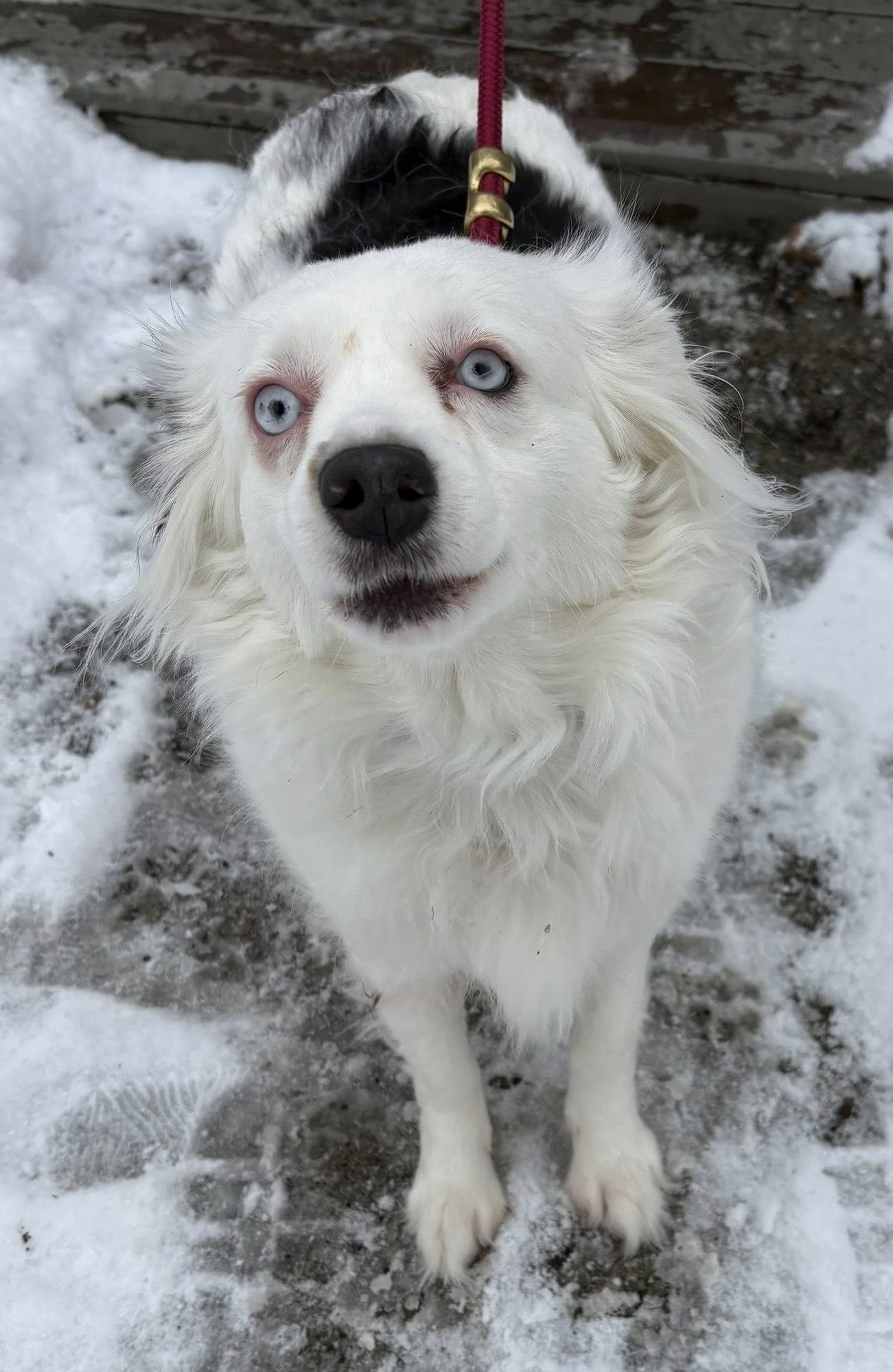 ADALAIDE - Australian Cattle Dog/Blue Heeler available for adoption