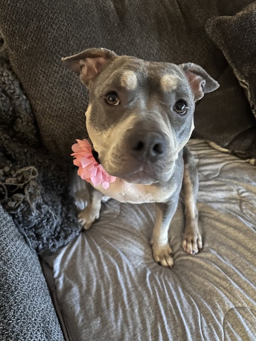 LAINEY *PETITE PRINCESS*TRANSPORTATION AVAILABLE* - Bulldog / Pit Bull Terrier available for adoption