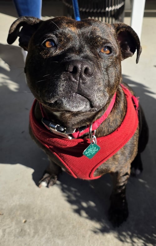 SHASTA- POCKET PRINCESS! LOVES WATER - Pit Bull Terrier available for adoption