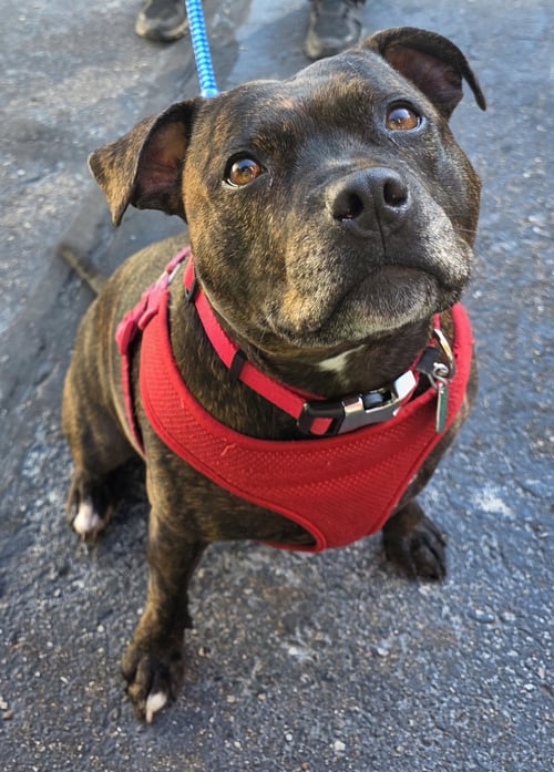 SHASTA- POCKET PRINCESS! LOVES WATER - Pit Bull Terrier for adoption in Flint