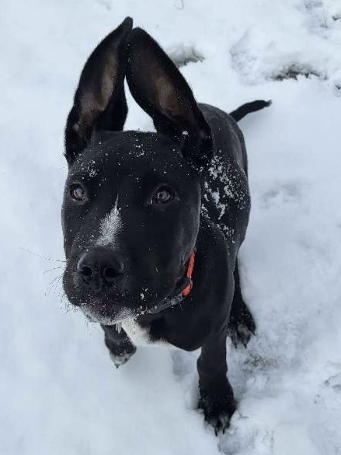 MONTE - Pit Bull Terrier / Shepherd available for adoption