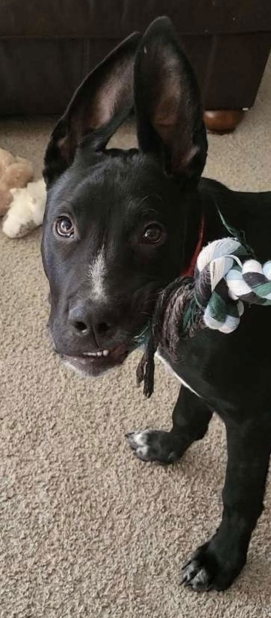 MONTE - Pit Bull Terrier / Shepherd available for adoption