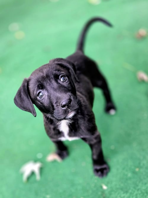 AVERY - Pit Bull Terrier / Shepherd for adoption in Flint
