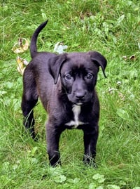 Avery - Photo 3