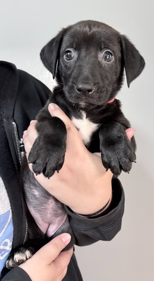 AVERY - Pit Bull Terrier / Shepherd available for adoption