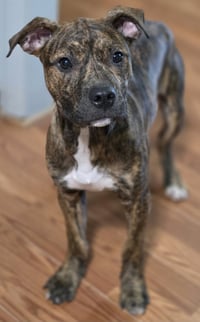 Bruce - Photo 2