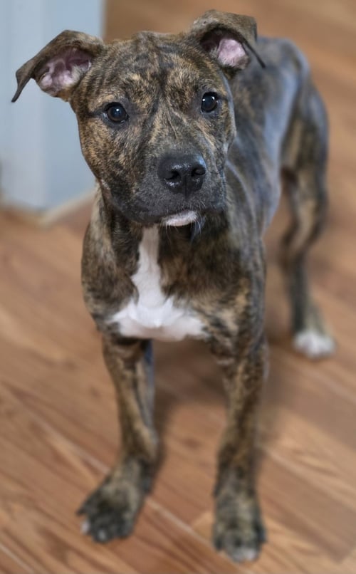 BRUCE - Pit Bull Terrier available for adoption