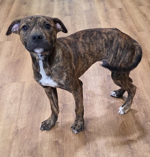 BRUCE - Pit Bull Terrier for adoption in Flint