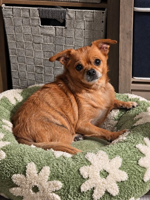 SHADOW - Chihuahua for adoption in Flint