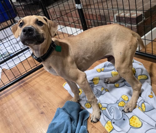 LUTHER - Pit Bull Terrier available for adoption