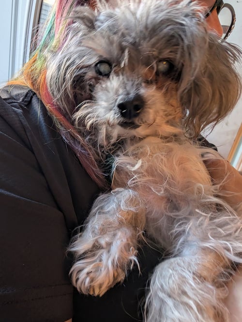 DOTTIE MAY *HOSPICE* - Poodle (Miniature) available for adoption