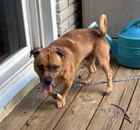 Peanut - Photo 3
