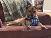 Peanut - Photo 2