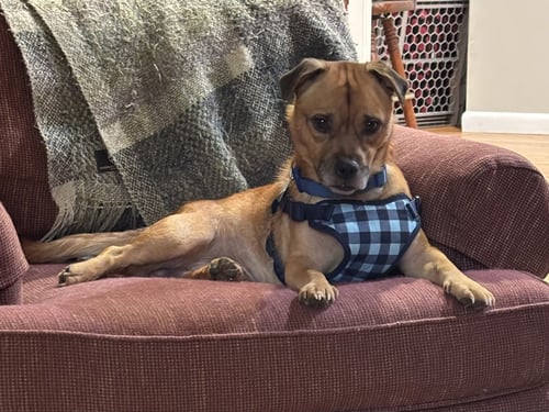 PEANUT - Chihuahua / Pug available for adoption