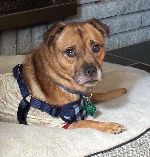 PEANUT - Chihuahua / Pug for adoption in Flint