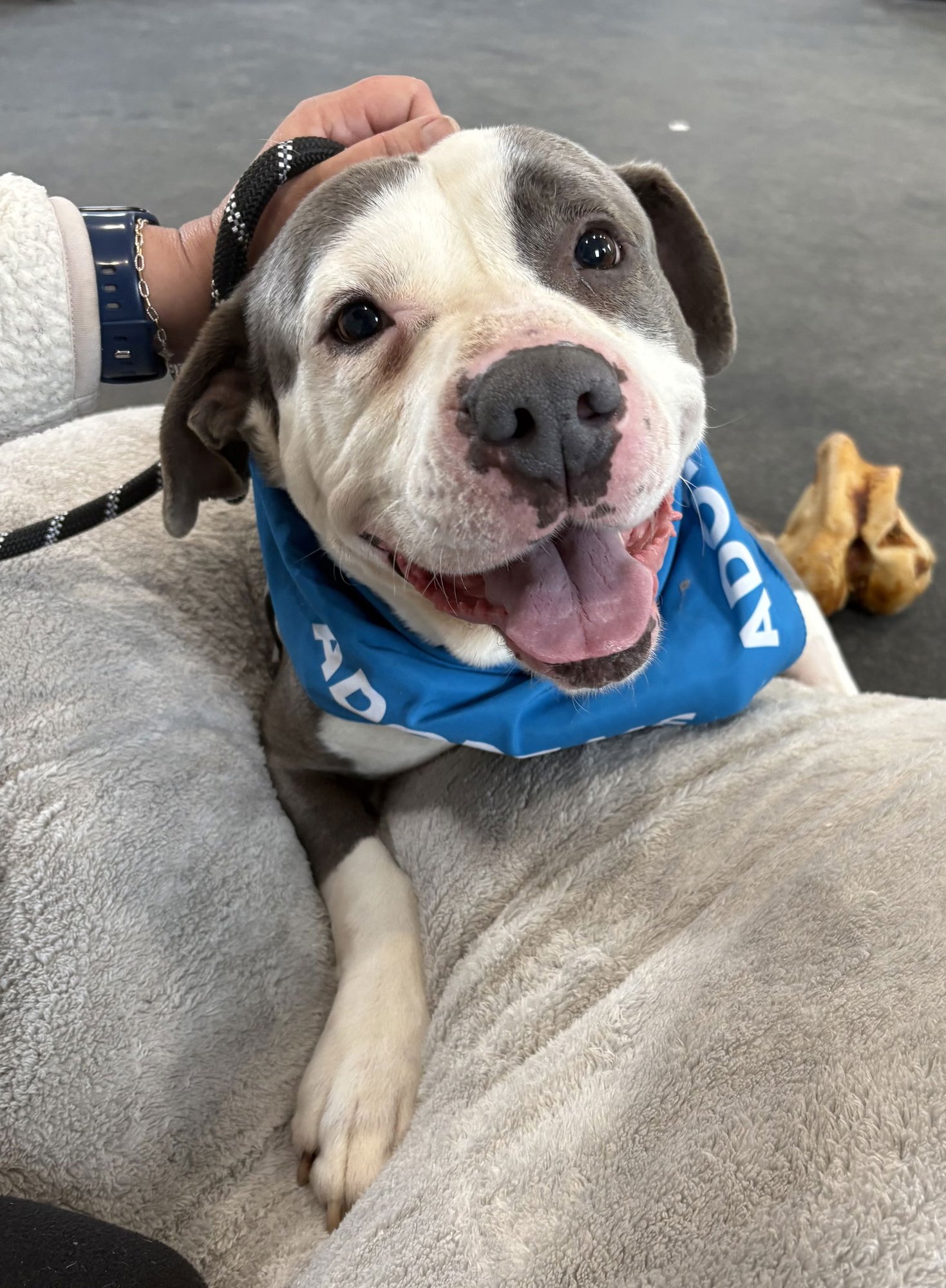 SMOKEY - Pit Bull Terrier for adoption in Flint