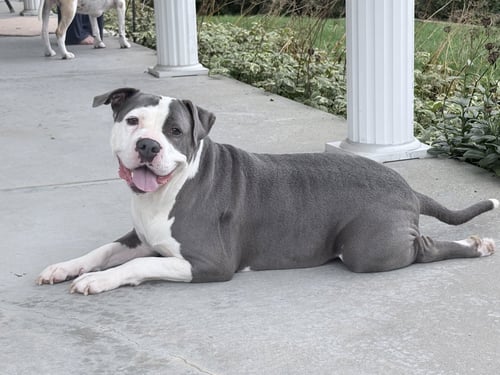SMOKEY *TRANSPORTATION AVAILABLE* - Pit Bull Terrier for adoption in Flint