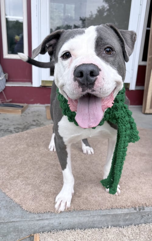 SMOKEY *TRANSPORTATION AVAILABLE* - Pit Bull Terrier available for adoption