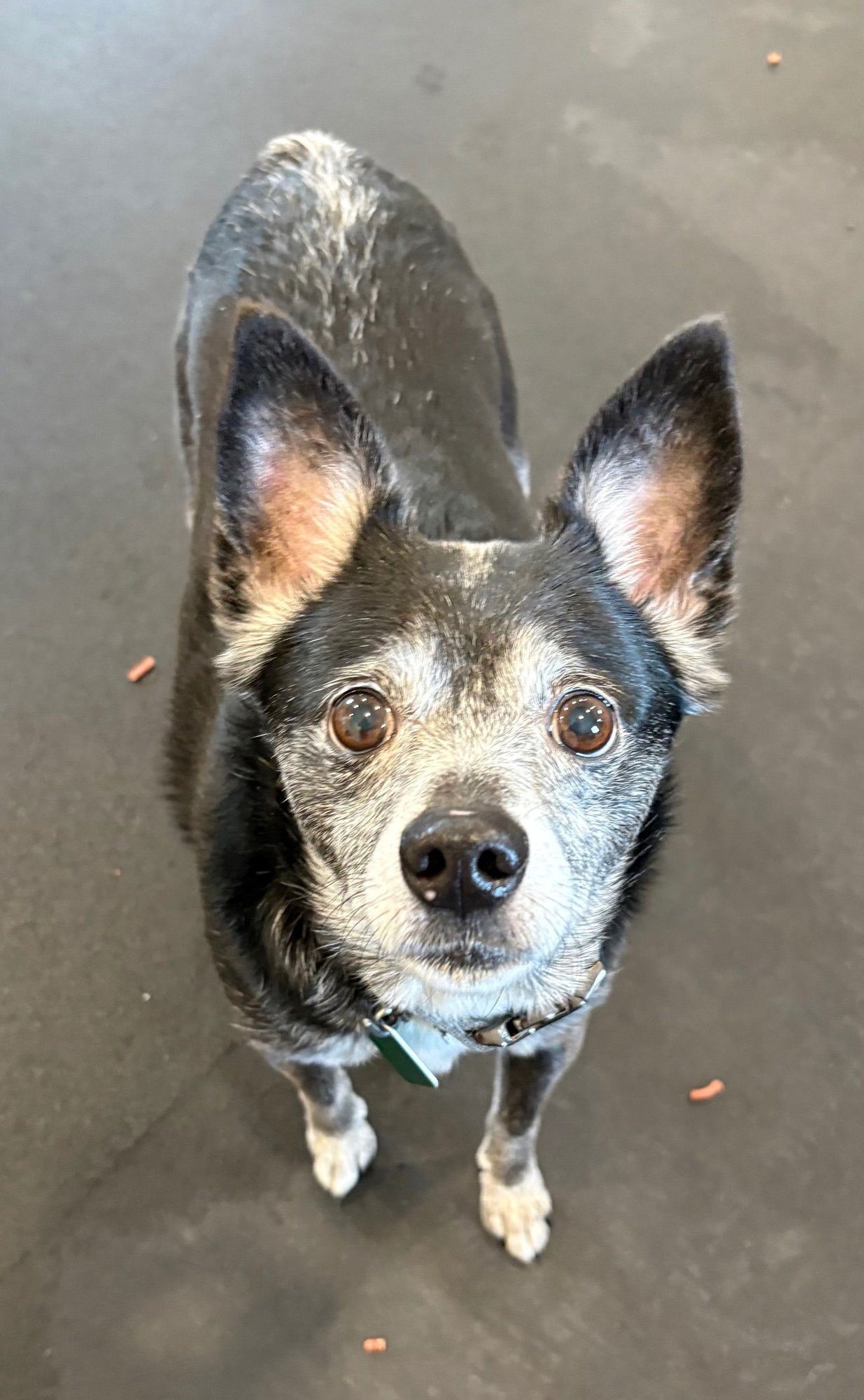 MAX- SCARED AND SAD :( - Chihuahua / Terrier for adoption in Flint