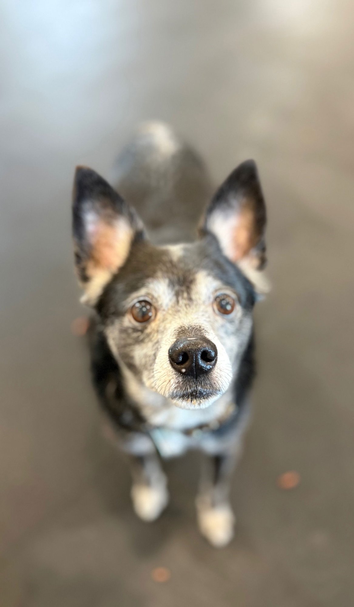 Max- Scared and Sad :( - Photo 3