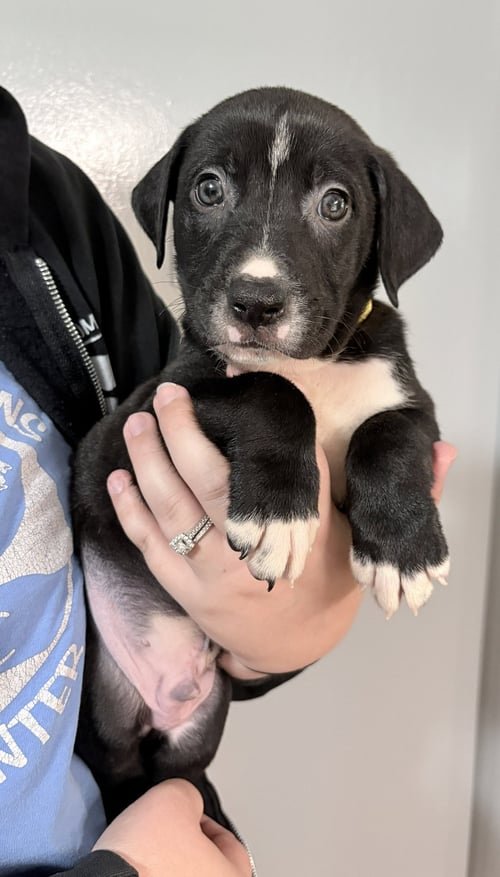 AUGGIE - Pit Bull Terrier / Shepherd for adoption in Flint