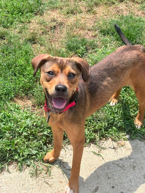 RHONDA - Pit Bull Terrier / Labrador Retriever for adoption in Flint