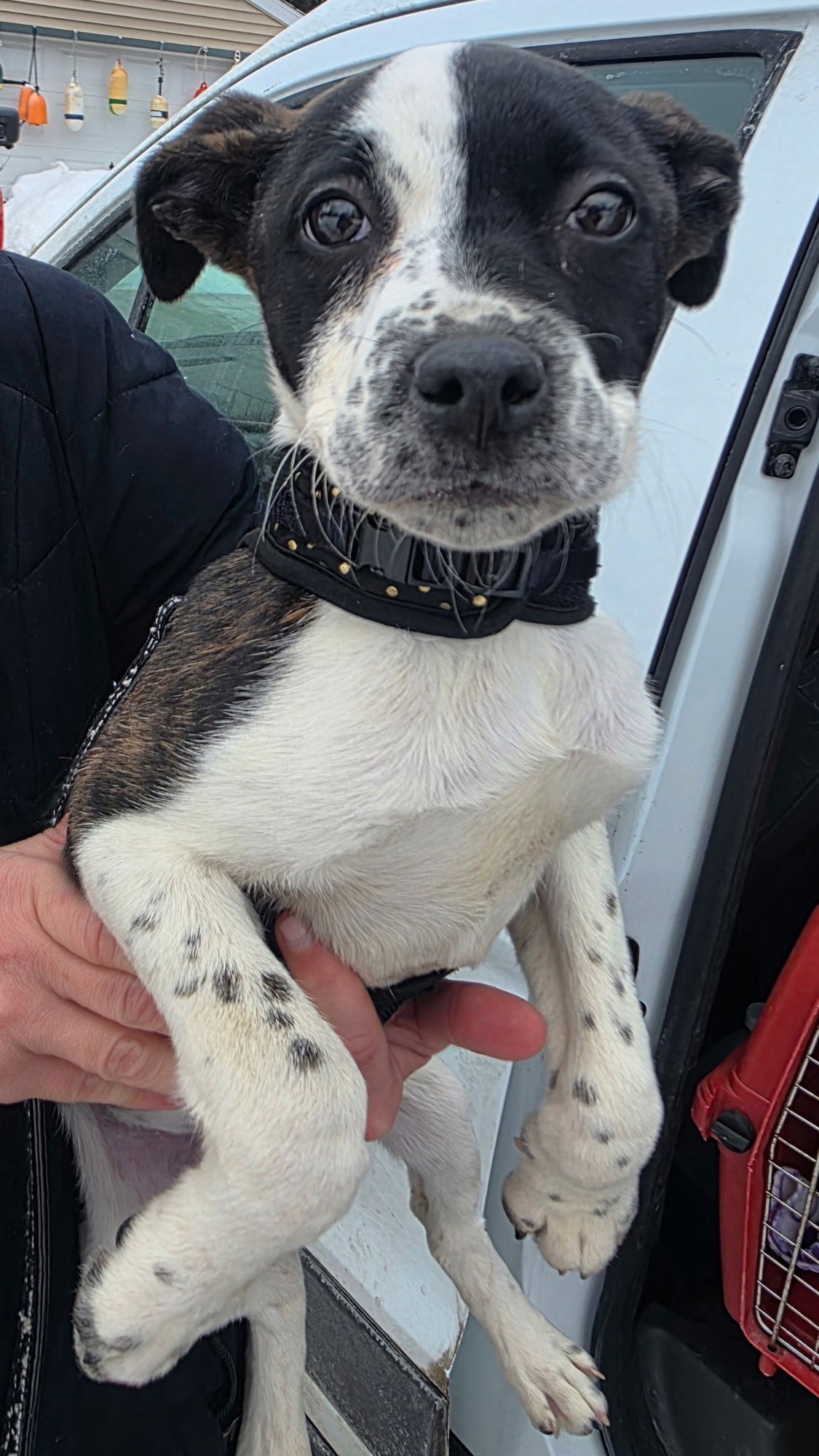 MADDIE - Labrador Retriever / Pit Bull Terrier available for adoption