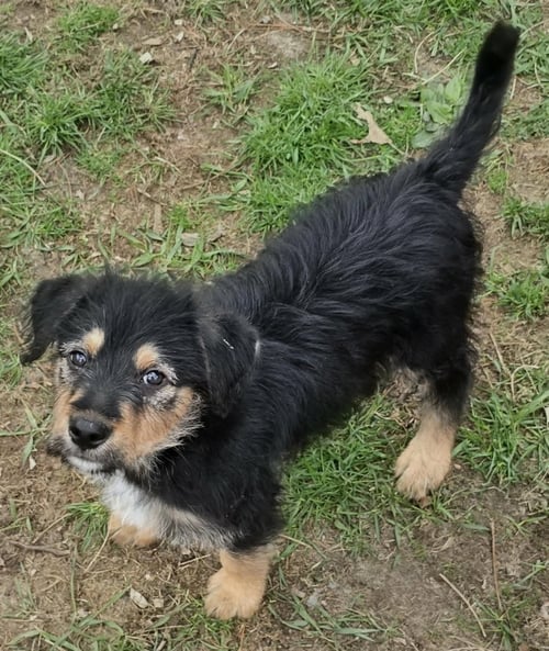 MONTE - Shepherd / Poodle (Standard) available for adoption