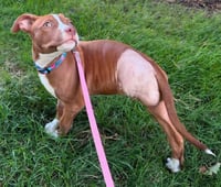 Flora *Cutest 3 legged Girl* - Photo 3