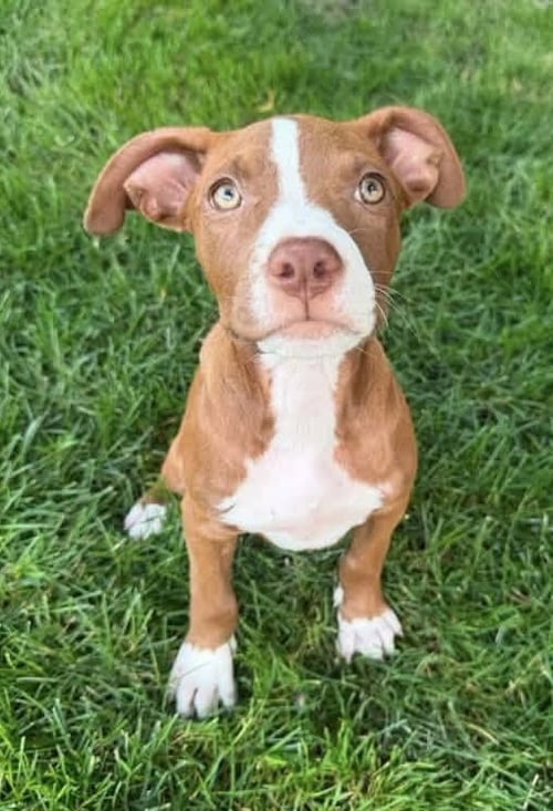 FLORA *CUTEST 3 LEGGED GIRL* - Pit Bull Terrier available for adoption